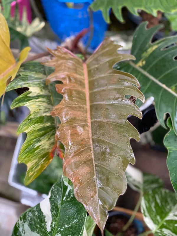 Rare Big Size Philodendron Caramel Marble Variegated Fully Rooted Plant 9 leaves - Image 9