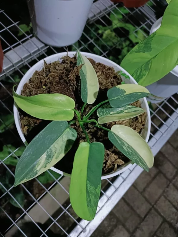 Philodendron Bipennifolium variegated