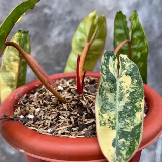 philodendron billietiae variegated plant