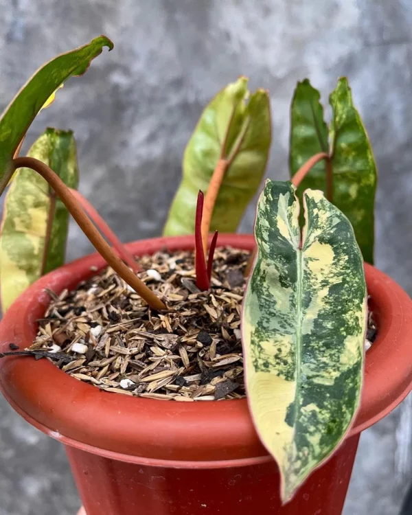 philodendron billietiae variegated plant