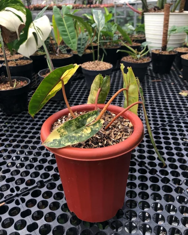 PHILODENDRON BILLIETIAE VARIEGATED - Image 7