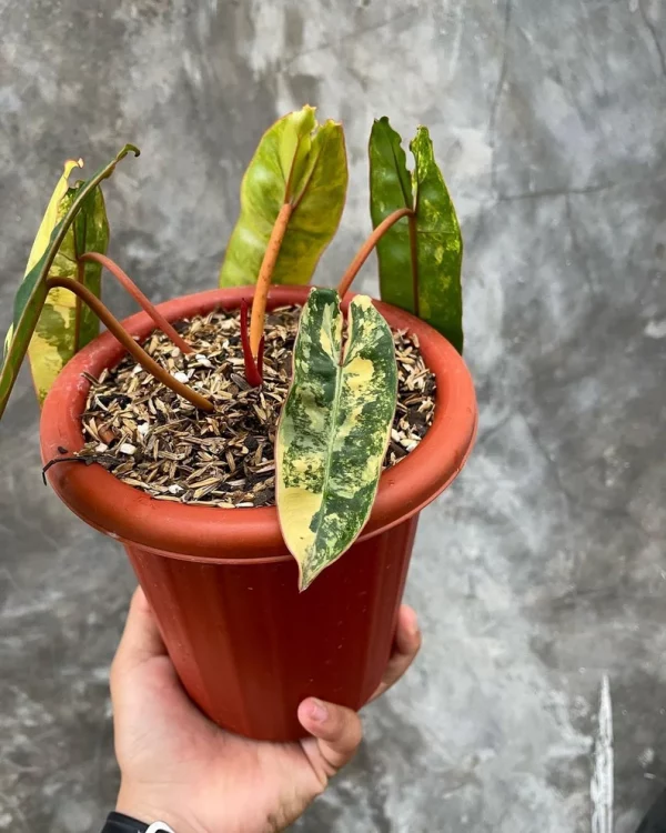 PHILODENDRON BILLIETIAE VARIEGATED - Image 6