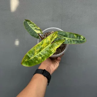 PHILODENDRON BILLIETIAE VARIEGATED