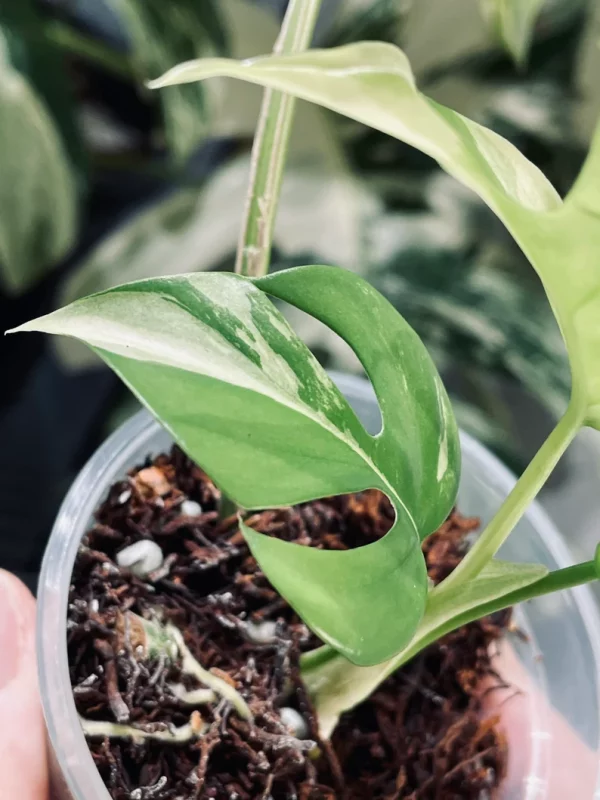 Rhaphidophora Tetrasperma Paragon Albo Variegated - Image 7