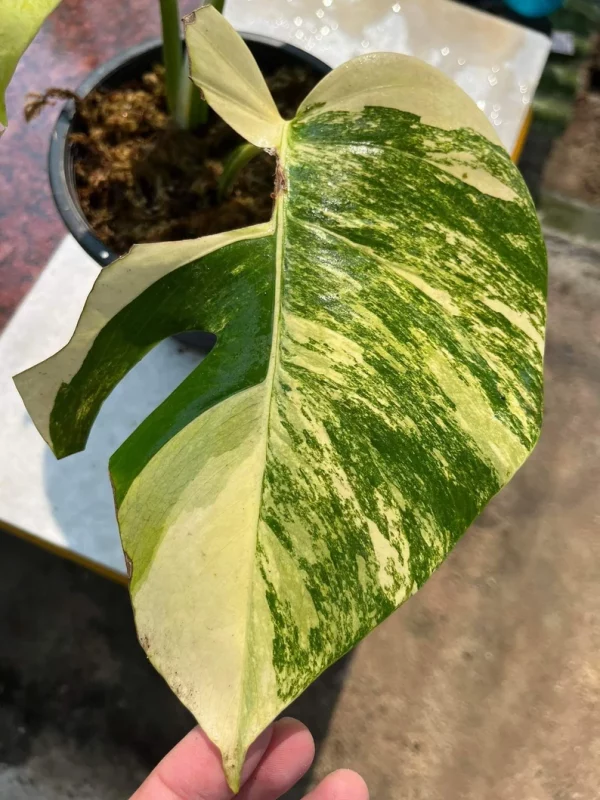 Monstera AUREA Variegated Borsigiana Live Plant Fully Rooted - Image 5