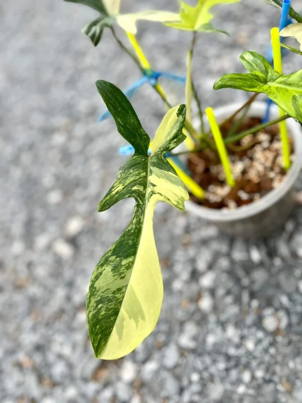 Philodendron Florida Beauty Variegated Fully Rooted Plant - Image 4