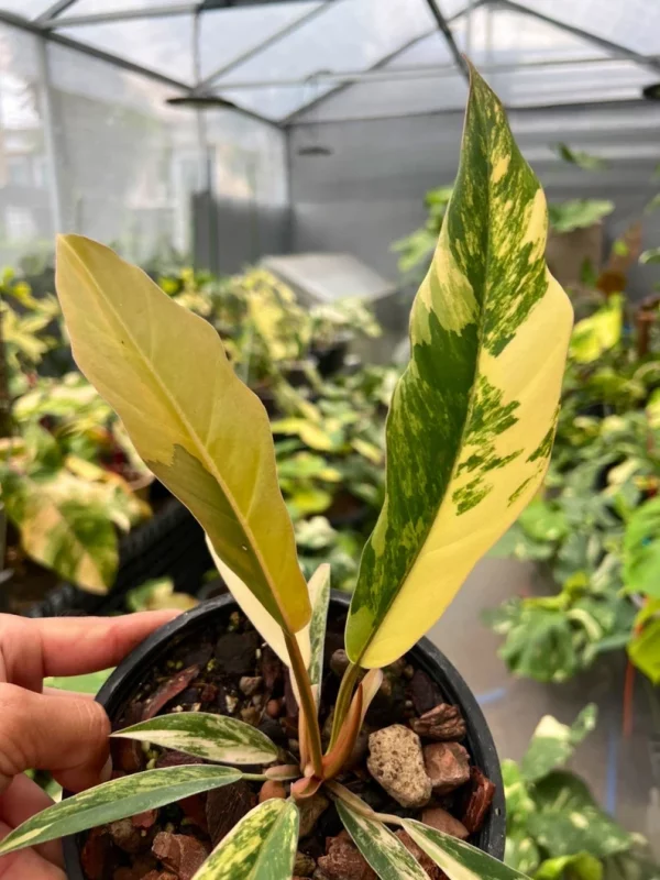 Philodendron Caramel Marble Variegated Fully Rooted Baby Plant