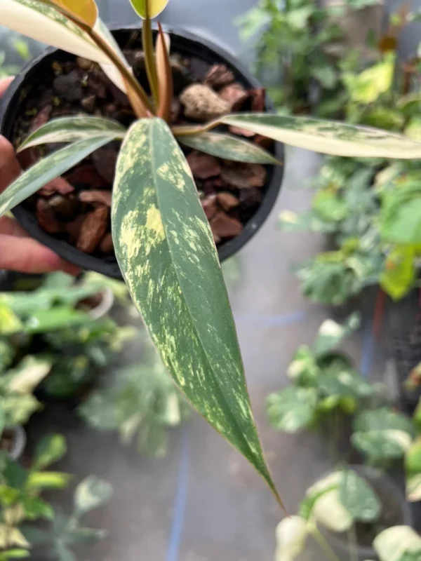 Philodendron Caramel Marble Variegated Fully Rooted Baby Plant - Image 7