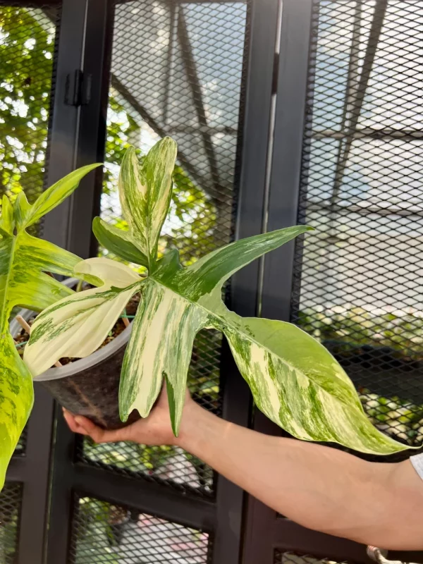 Philodendron Florida Beauty Variegated Fully Rooted Plant 4 big leaves - Image 4