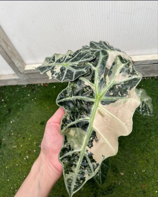 variegated alocasia amazonica