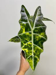 Alocasia Amazonica Variegata