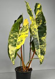 Billietiae Variegated