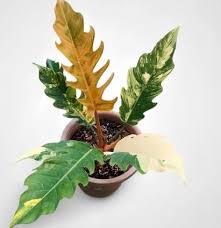 Rare Variegated Plants