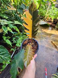 Caramel Marble Philodendron Care