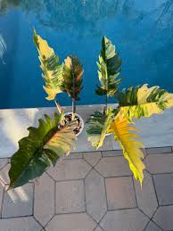 Caramel Marble Philodendron For Sale