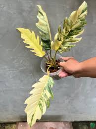 Caramel Marble Plant