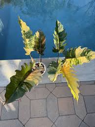Caramel Philodendron