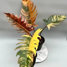 Carmel Marble Philodendron