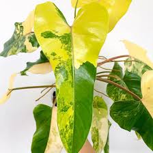 Domesticum Variegata