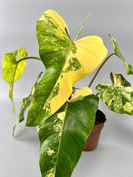 Domesticum Variegated