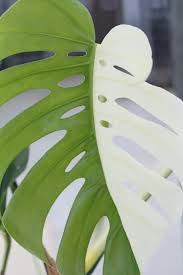 Half Moon Monstera Albo