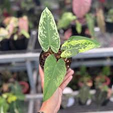 Ilsemanii Philodendron