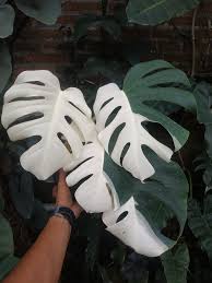 Monstera Albo Half Moon