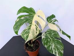 Monstera Albo Halfmoon