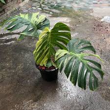 Monstera Borsigiana Mint