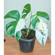 Monstera Deliciosa Albo Variegata For Sale