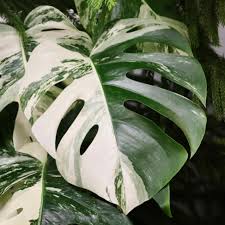 Monstera Deliciosa Variegated