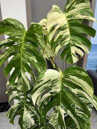 Monstera Marbled Albo