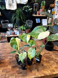 Monstera Sport Green