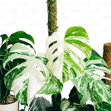Monstera Variegated For Sale