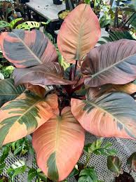Philodendron Bblack Cardinal Variegata