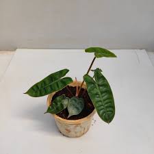 Philodendron Billietiae For Sale