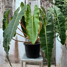Philodendron Billietiae Price