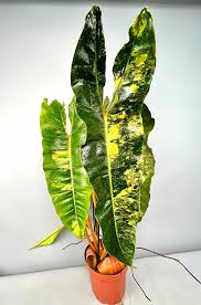 Philodendron Billietiae Variegata