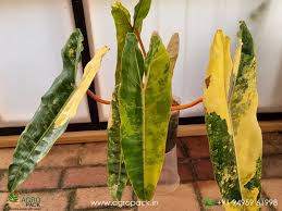 Philodendron Billietiae Variegated For Sale
