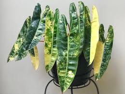 Philodendron Billietiae Variegated Price