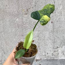 Philodendron Bipennifolium Variegata