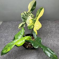 Philodendron Bipennifolium Violin Variegated