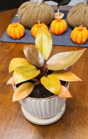 Philodendron Caramel Cardinal