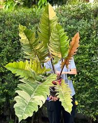 Philodendron Caramel Marble Care
