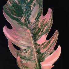 Philodendron Caramel Marble Pink