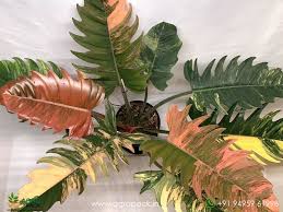 Philodendron Caramel Marble Variegata