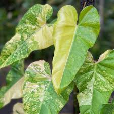 Philodendron Domesticum Variegated Care