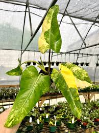 Philodendron Domesticum Variegated