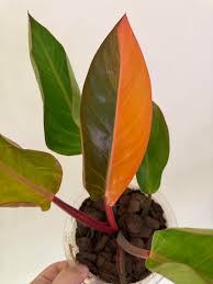 Philodendron Firebird Variegated