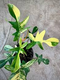 Philodendron Florida Variegated